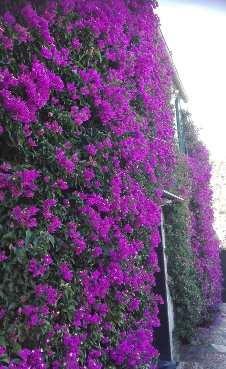La Bouganvilla ポルトヴェーネレ エクステリア 写真